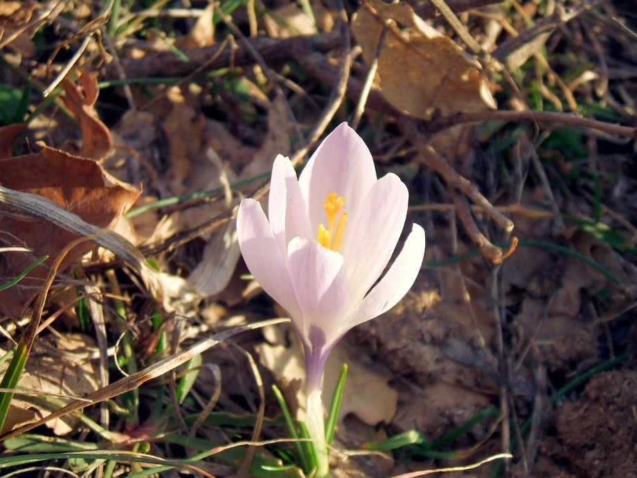 Crocus da determinare